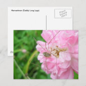 Harvestman Daddy Longlegs (Opiliones) Postkarte (Vorne/Hinten)