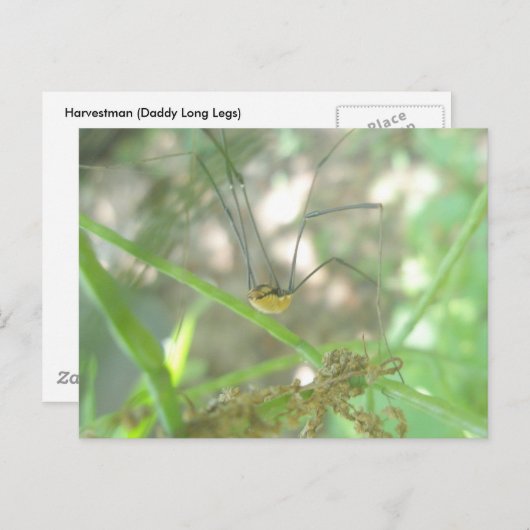 Harvestman Daddy Longlegs (Opiliones) Postkarte (Vorne/Hinten)