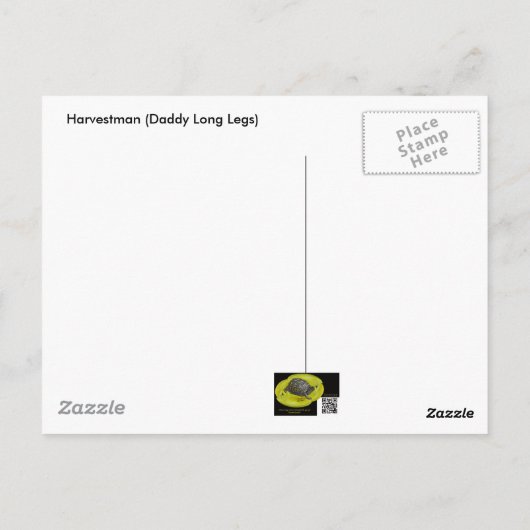 Harvestman Daddy Longlegs (Opiliones) Postkarte (Rückseite)
