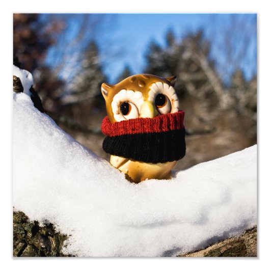 Harvey the Owl IV Fotodruck (Vorne)