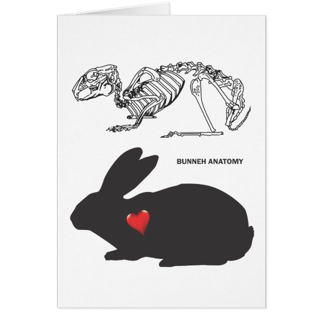 Häschen-Anatomie (Vorne)