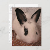 Häschen Ankündigungspostkarte (Vorne/Hinten)