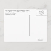 Häschen Ankündigungspostkarte (Rückseite)