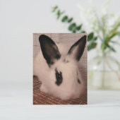 Häschen Ankündigungspostkarte (Stehend Vorderseite)