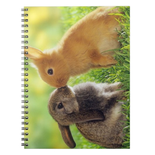 Häschen-Kuss Notizblock (Vorderseite)