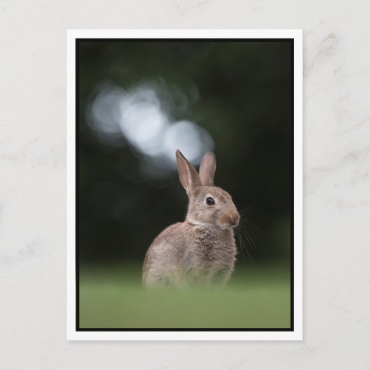 Häschen Postkarte (Vorderseite)
