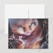 Haselmaus - Postkarte (Vorne/Hinten)