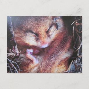 Haselmaus - Postkarte