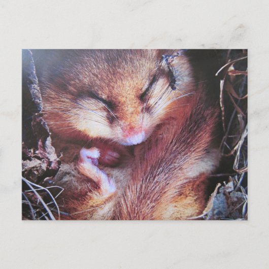 Haselmaus - Postkarte (Vorderseite)
