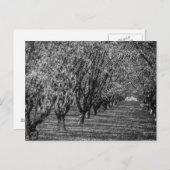 Haselnusfarm in British Columbia Black and White Postkarte (Vorne/Hinten)