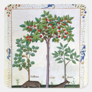 Haselnuss Bush und Kirschbaum Quadratischer Aufkleber