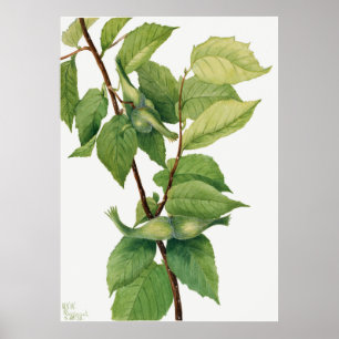 Haselnuss (Corylus rostrata) (1932) von Mary Poster