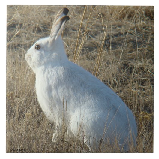 Hasen des Snowshoe-R25 Fliese (Vorderseite)