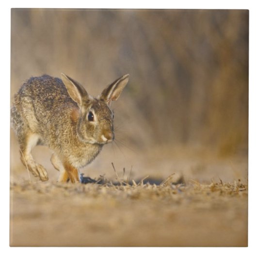 Hasen Fliese (Vorderseite)