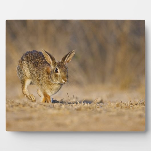 Hasen Fotoplatte (Vorderseite)