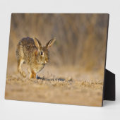 Hasen Fotoplatte (Seite)