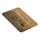 Hasen Magnet (Rechte Seite)