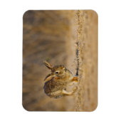 Hasen Magnet (Vertikal)