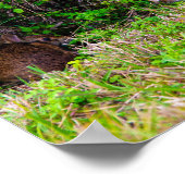 Hasen Niedliche Natur Poster (Ecke)