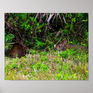Hasen Niedliche Natur Poster