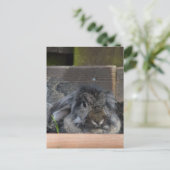 Hasen Postkarte (Stehend Vorderseite)