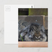 Hasen Postkarte (Vorne/Hinten)