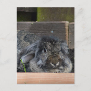Hasen Postkarte