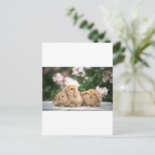 Hasen Postkarte (Stehend Vorderseite)