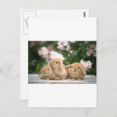 Hasen Postkarte (Vorne/Hinten)