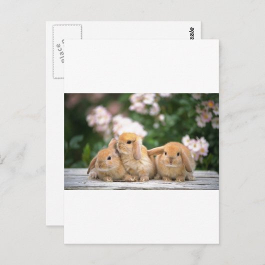 Hasen Postkarte (Vorne/Hinten)