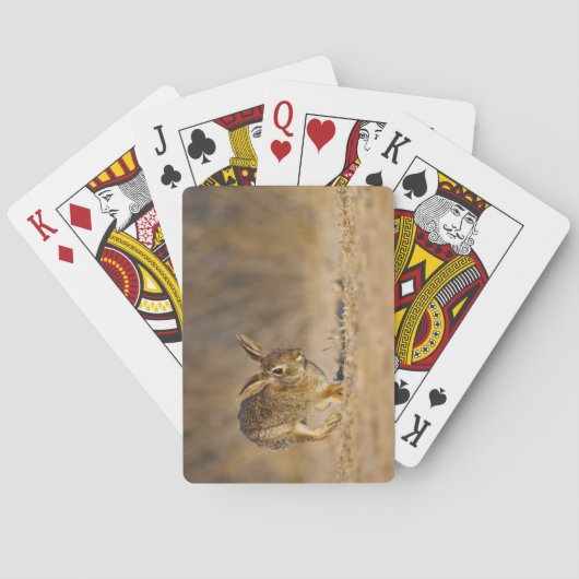 Hasen Spielkarten (Rückseite)
