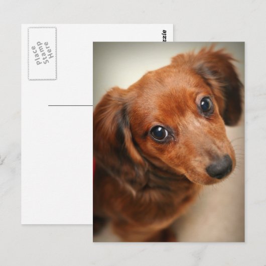 Hasenjunge Dackel Postkarte (Vorne/Hinten)