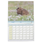 Hasenkalender, Calendar Rabbit Hares Kalender (Feb 2027)
