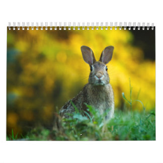 Hasenkalender, Calendar Rabbit Hares Kalender