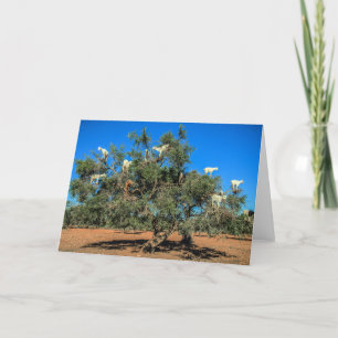 Hasenziegen in Bäumen Karte