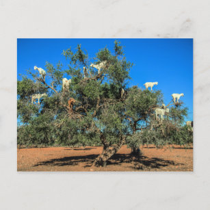 Hasenziegen in Bäumen Postkarte