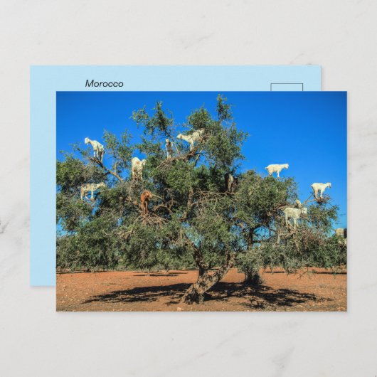 Hasenziegen in Bäumen Postkarte (Vorne/Hinten)