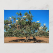 Hasenziegen in Bäumen Postkarte (Vorderseite)