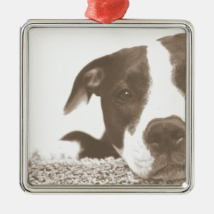 Hass die Tat nicht die Rasse freundlichen Pitbull  Ornament Aus Metall