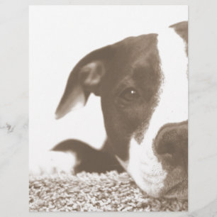 hasse die Tat, nicht die Rasse freundlicher Pitbul