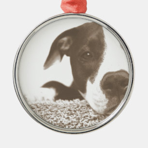 hasse die Tat, nicht die Rasse freundlicher Pitbul Ornament Aus Metall