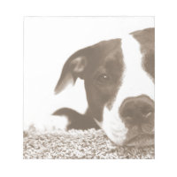 hassen die Tat nicht die Rasse freundlichen Pitbul
