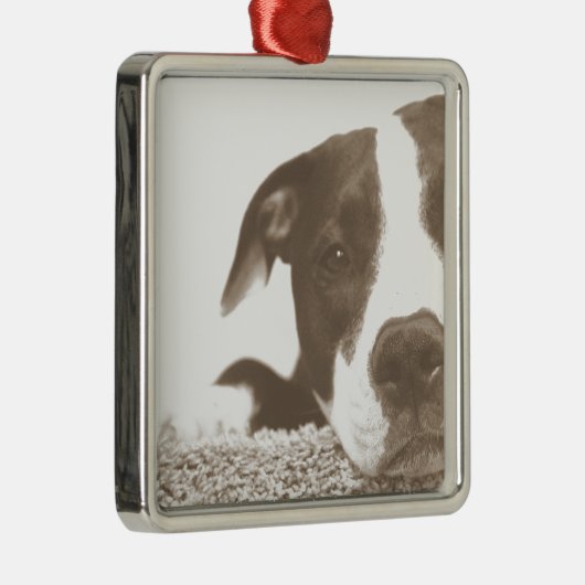 hassen die Tat nicht die Rasse freundlichen Pitbul Ornament Aus Metall (Rechts)