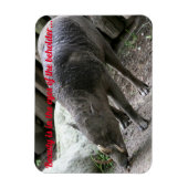 hässliche Tiere, Babirusa Magnet (Vertikal)