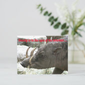 hässliche Tiere, Babirusa Postkarte (Stehend Vorderseite)