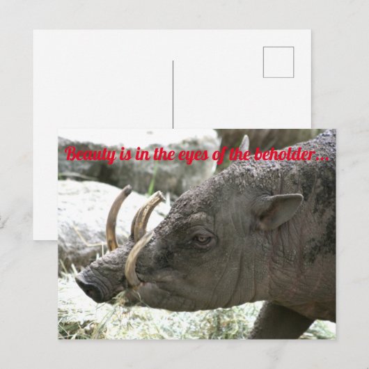 hässliche Tiere, Babirusa Postkarte (Vorne/Hinten)