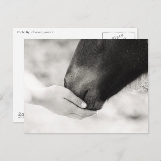 Häst Horse Postkarte (Vorne/Hinten)