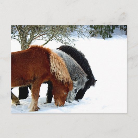 Hästar Postkarte (Vorderseite)