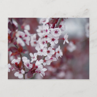 Hat jemand etwas Buch bestellt? Postkarte