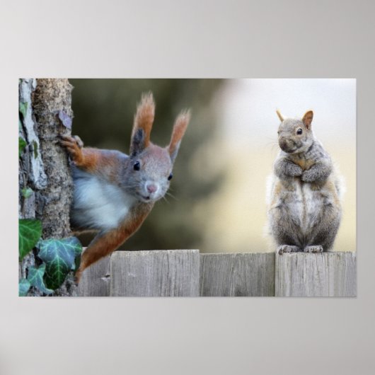Hat jemand meine Nüsse gesehen? Poster (Vorne)